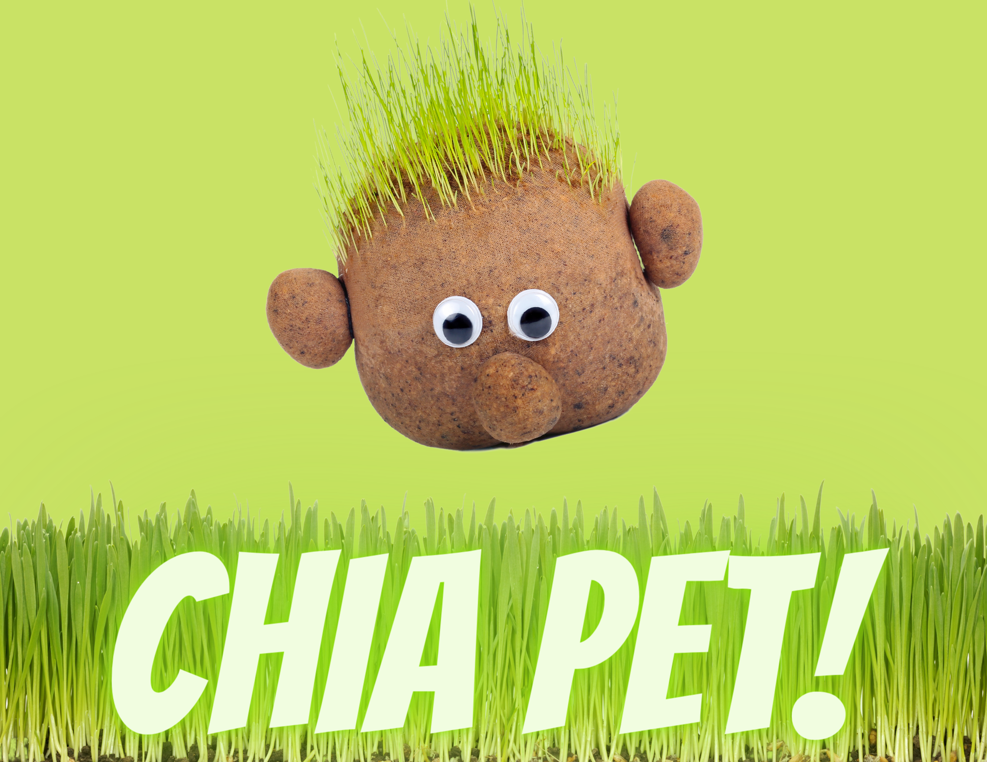 DIY Chia Head and "Chia Pet!" Text