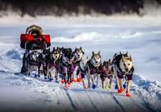 sled dogs